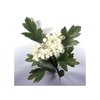 Natusat Weißdornblätter mit Blüten 500 g