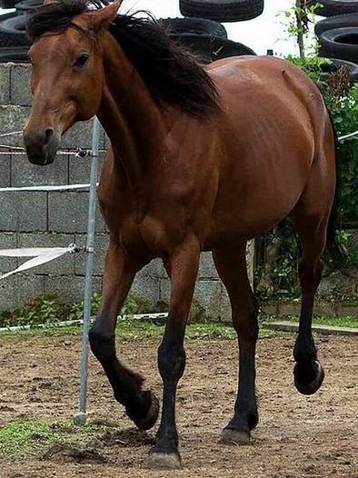 Vitality Arthro Horse 1000 g